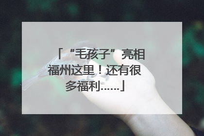 “毛孩子”亮相福州这里！还有很多福利……