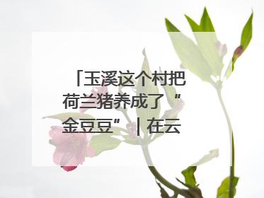 玉溪这个村把荷兰猪养成了“金豆豆”｜在云南样样好