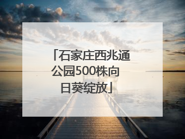 石家庄西兆通公园500株向日葵绽放