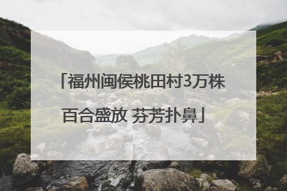 福州闽侯桃田村3万株百合盛放 芬芳扑鼻
