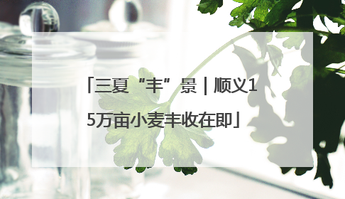 三夏“丰”景｜顺义15万亩小麦丰收在即