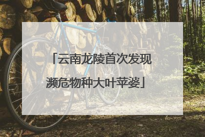 云南龙陵首次发现濒危物种大叶苹婆