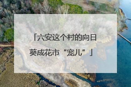 六安这个村的向日葵成花市“宠儿”