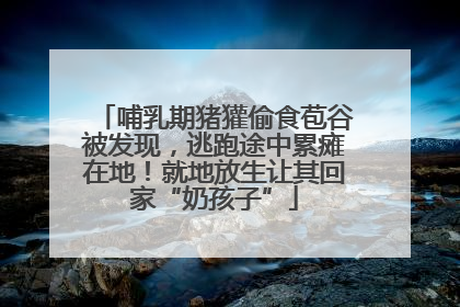 哺乳期猪獾偷食苞谷被发现，逃跑途中累瘫在地！就地放生让其回家“奶孩子”