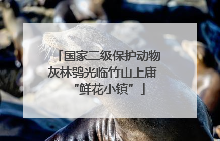 国家二级保护动物灰林鸮光临竹山上庸“鲜花小镇”