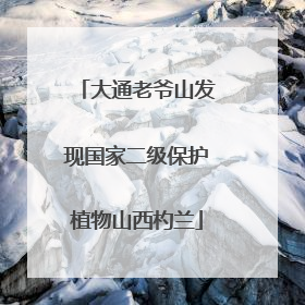大通老爷山发现国家二级保护植物山西杓兰