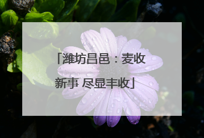 潍坊昌邑：麦收新事 尽显丰收
