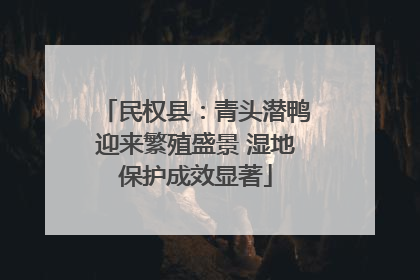 民权县：青头潜鸭迎来繁殖盛景 湿地保护成效显著