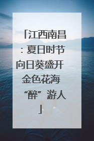 江西南昌：夏日时节向日葵盛开 金色花海“醉”游人