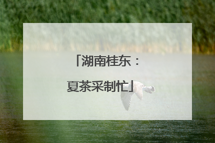 湖南桂东：夏茶采制忙