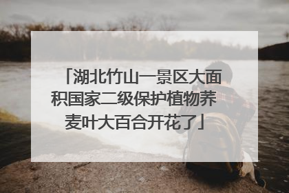 湖北竹山一景区大面积国家二级保护植物荞麦叶大百合开花了
