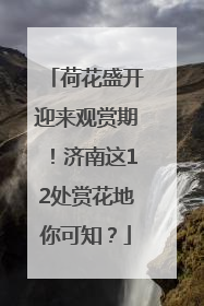 荷花盛开迎来观赏期！济南这12处赏花地你可知？