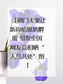 荆门夫妻让新房给斑鸠孵蛋 引发全国网友竞相晒“人鸟共处”图