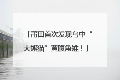 莆田首次发现鸟中“大熊猫”黄腹角雉！