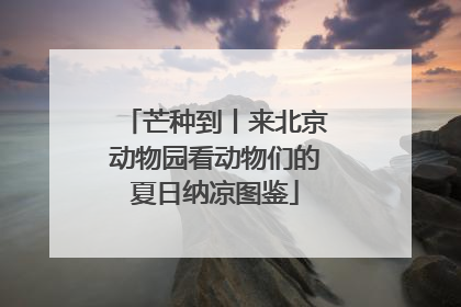 芒种到丨来北京动物园看动物们的夏日纳凉图鉴