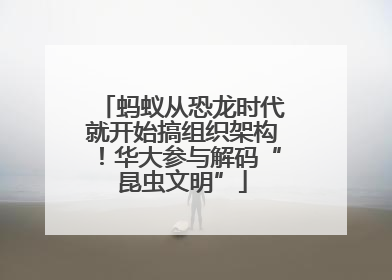 蚂蚁从恐龙时代就开始搞组织架构！华大参与解码“昆虫文明”