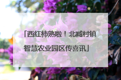 西红柿熟啦！北臧村镇智慧农业园区传喜讯