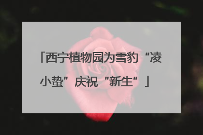 西宁植物园为雪豹“凌小蛰”庆祝“新生”