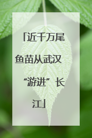 近千万尾鱼苗从武汉“游进”长江