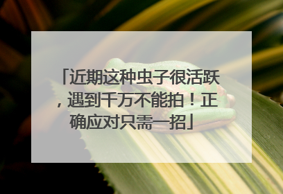 近期这种虫子很活跃，遇到千万不能拍！正确应对只需一招