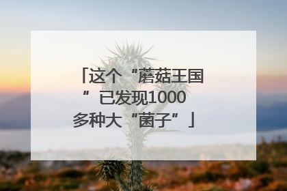 这个“蘑菇王国”已发现1000多种大“菌子”