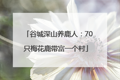 谷城深山养鹿人：70只梅花鹿带富一个村