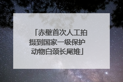 赤壁首次人工拍摄到国家一级保护动物白颈长尾雉