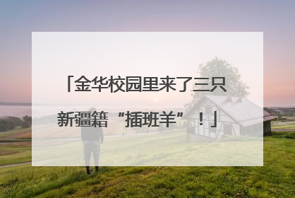 金华校园里来了三只新疆籍“插班羊”！