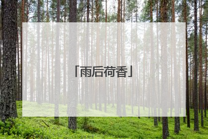 雨后荷香