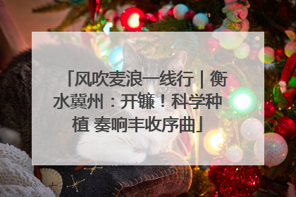 风吹麦浪一线行｜衡水冀州：开镰！科学种植 奏响丰收序曲