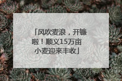 风吹麦浪，开镰啦！顺义15万亩小麦迎来丰收