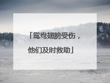 鸳鸯翅膀受伤，他们及时救助