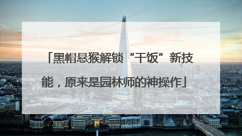 黑帽悬猴解锁“干饭”新技能，原来是园林师的神操作